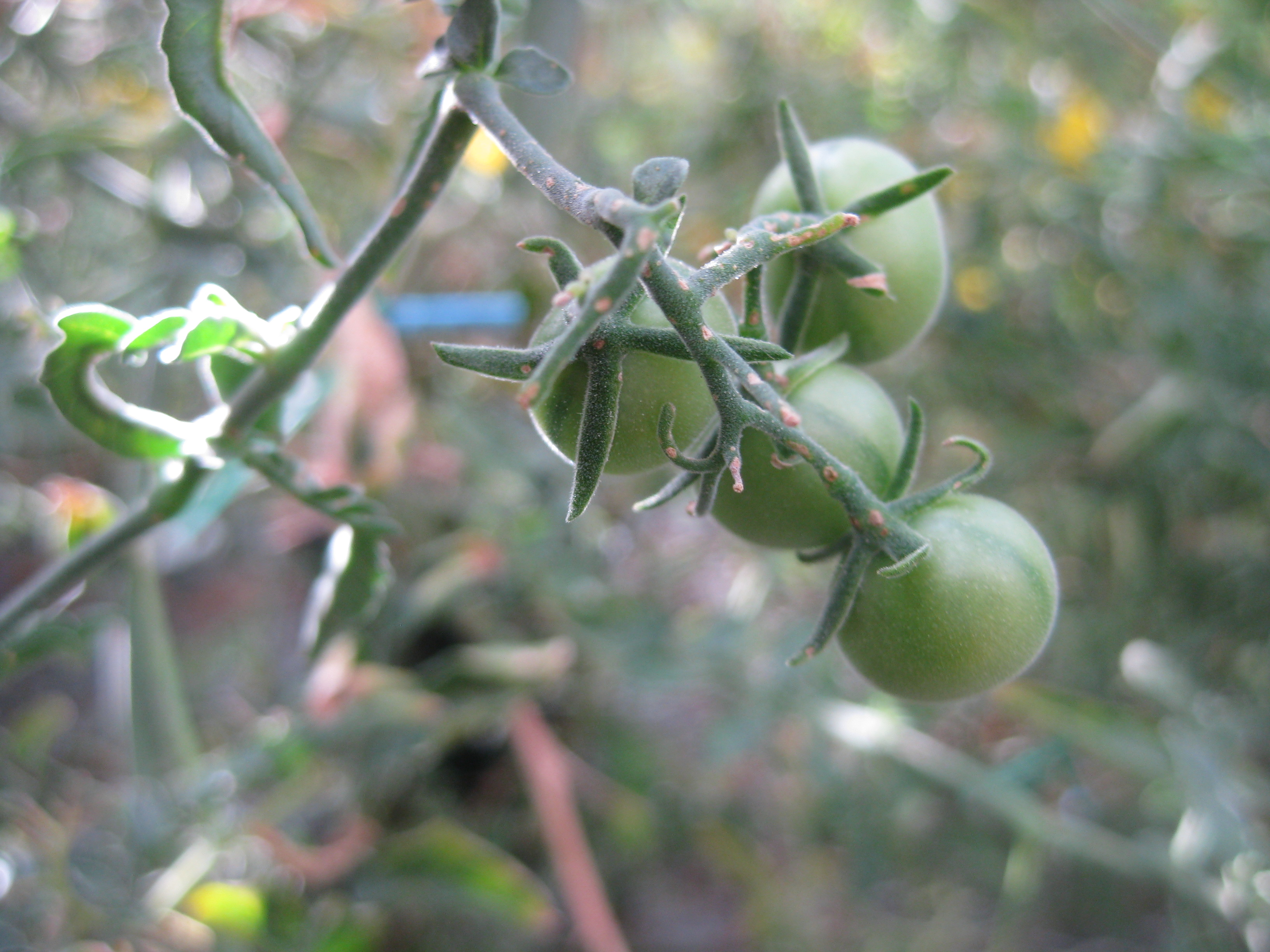 Solanum chilense fruit