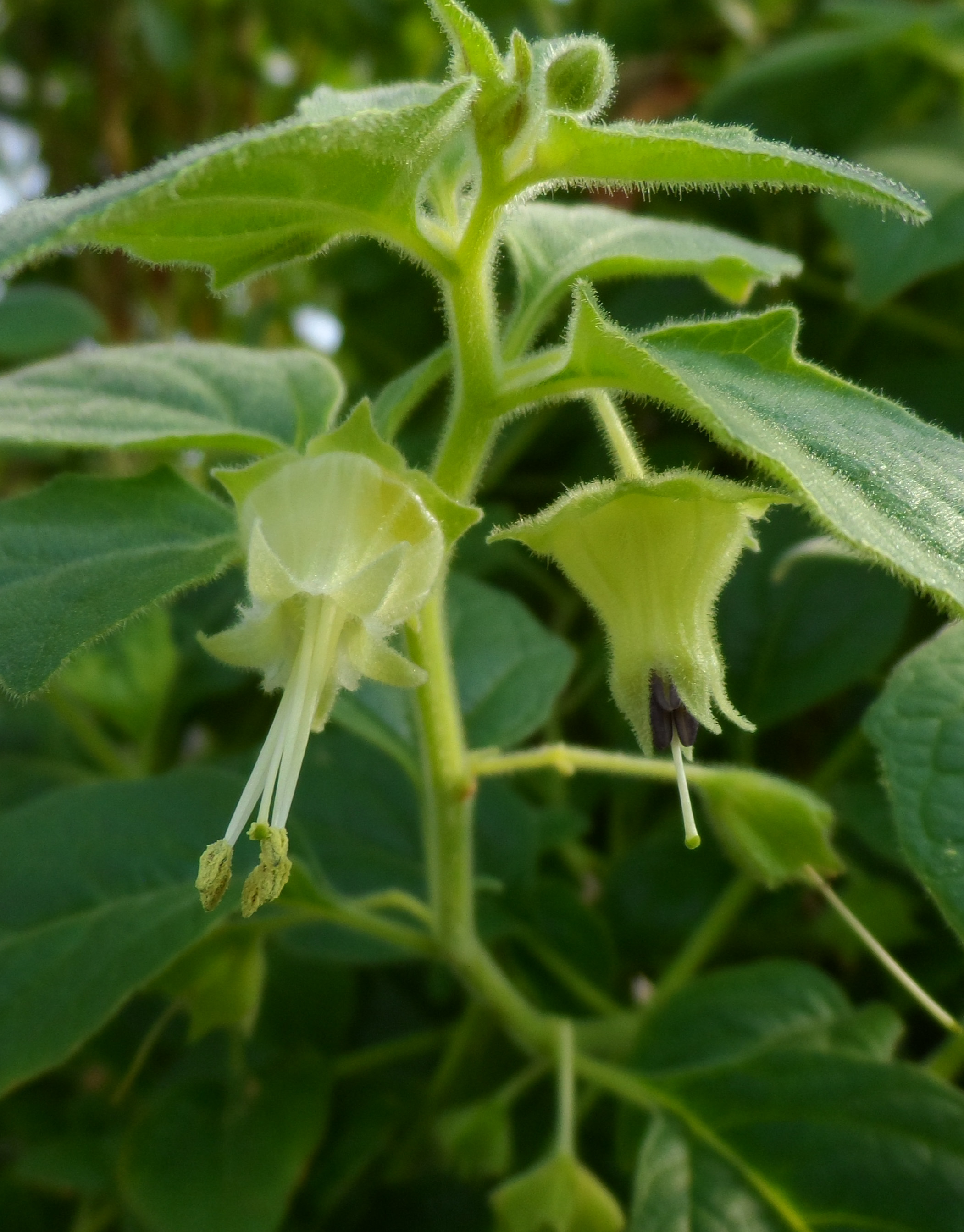 Jaltomata biflora