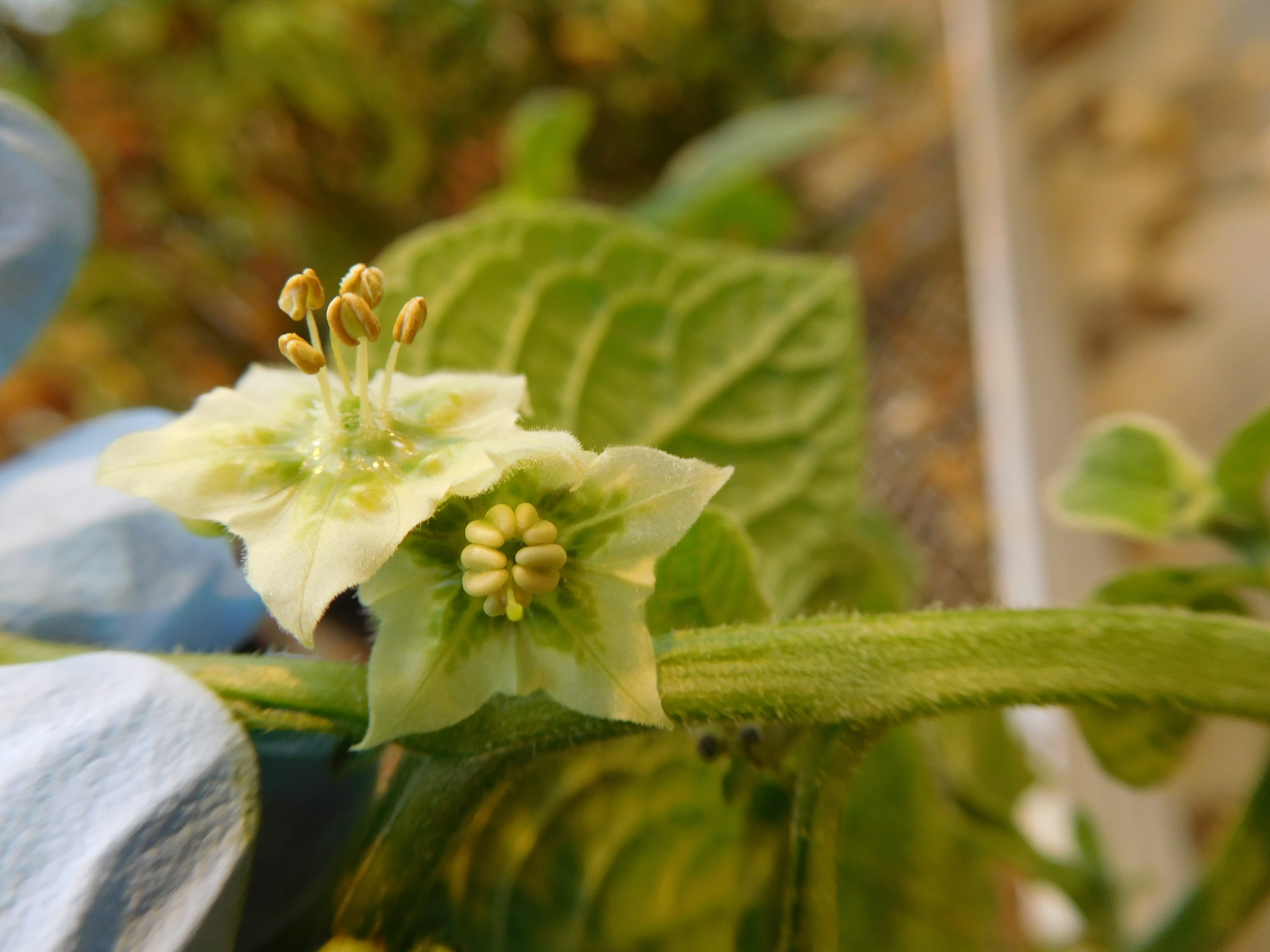 Jaltomata procumbens