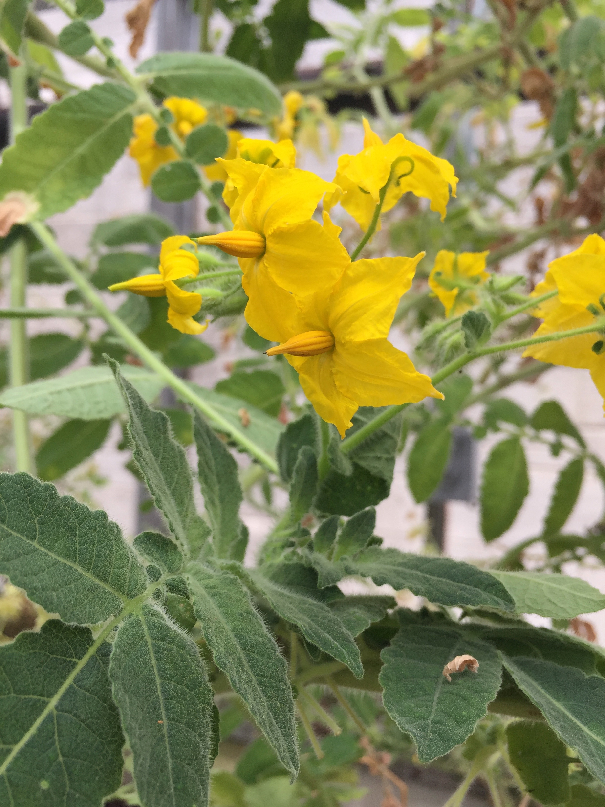 Solanum habrochaites flower