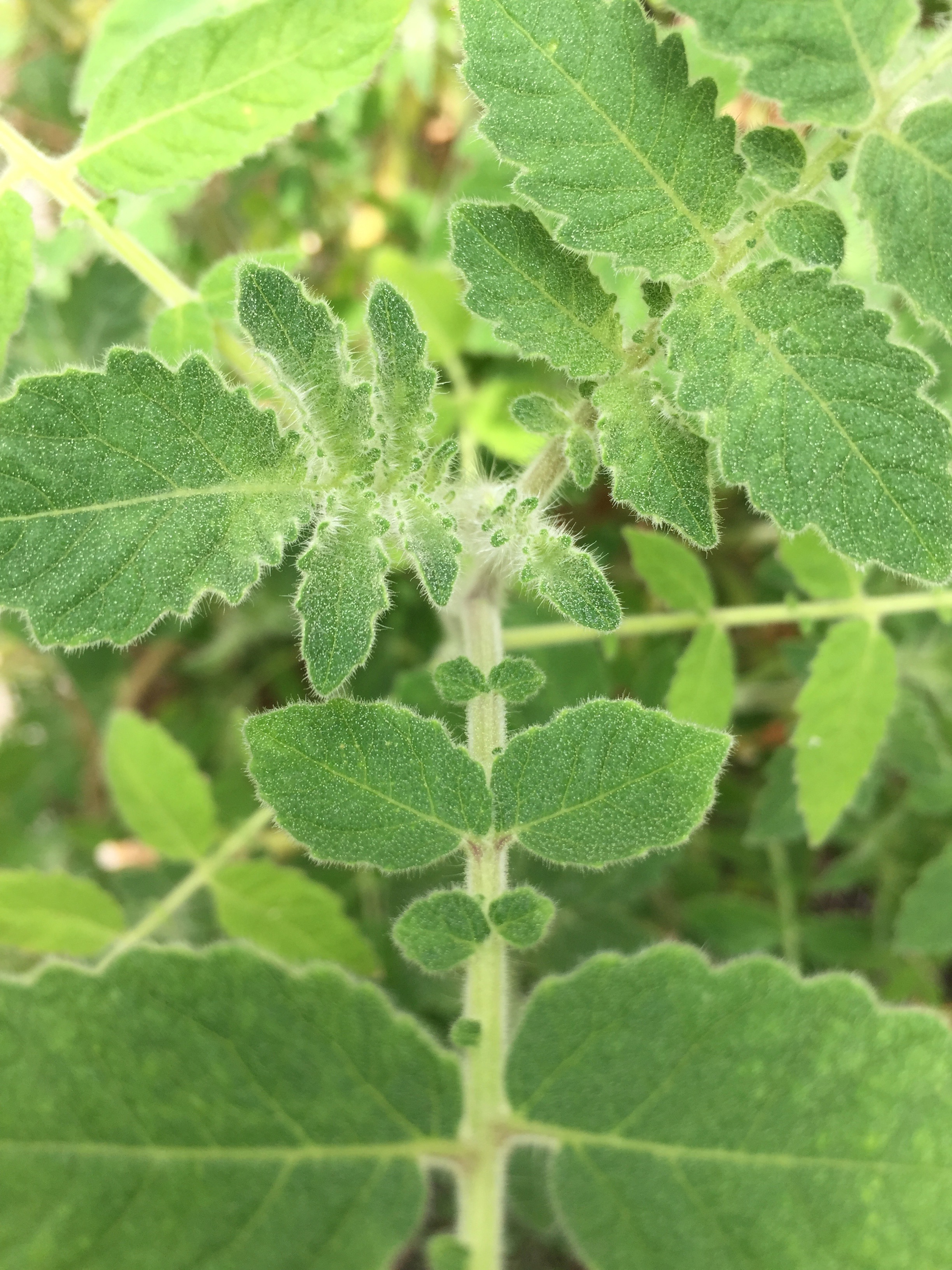 Solanum habrochaites leaves