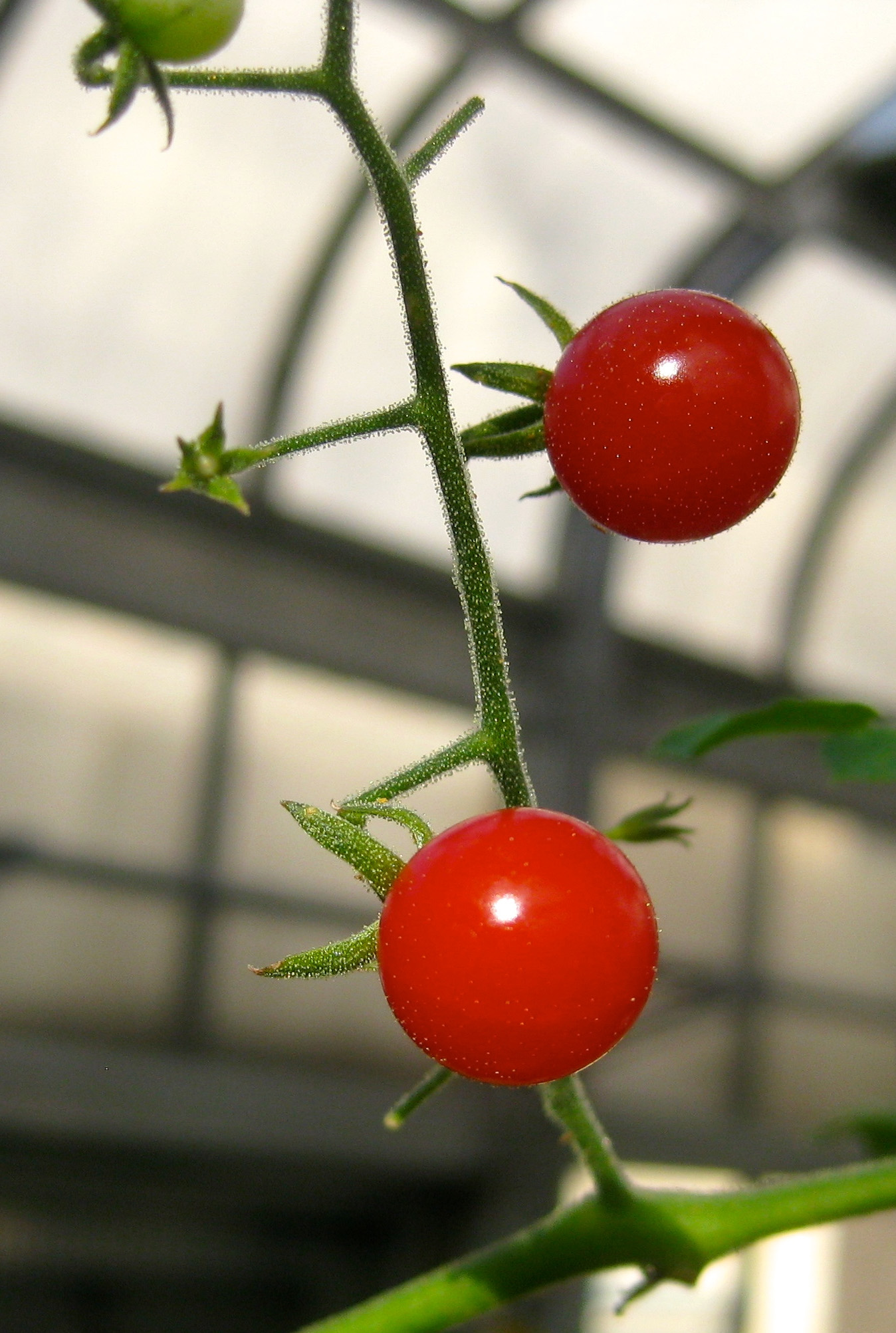 Solanum pimpinellifolium Fruit