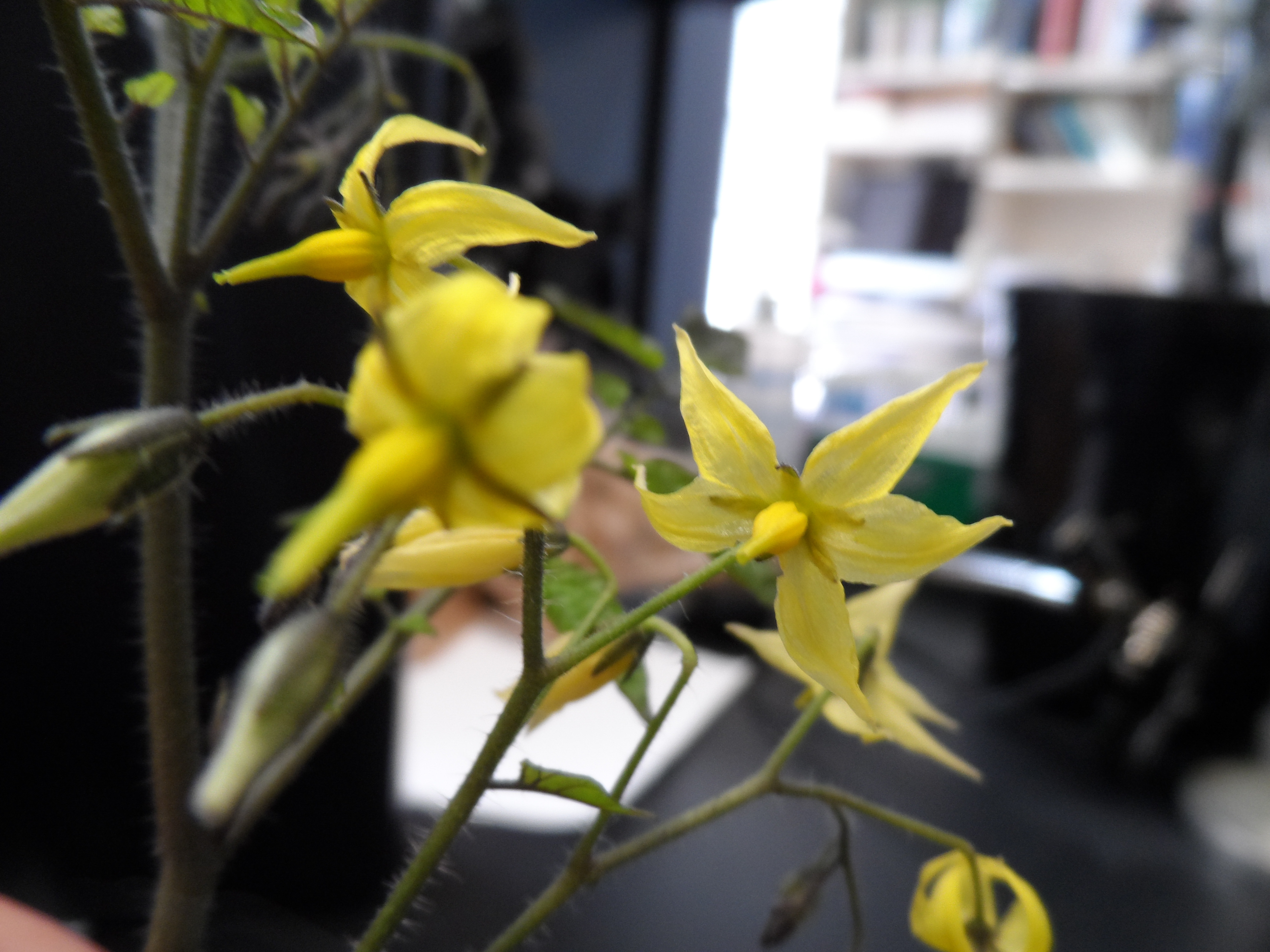 Solanum Cheesmaniae Flower