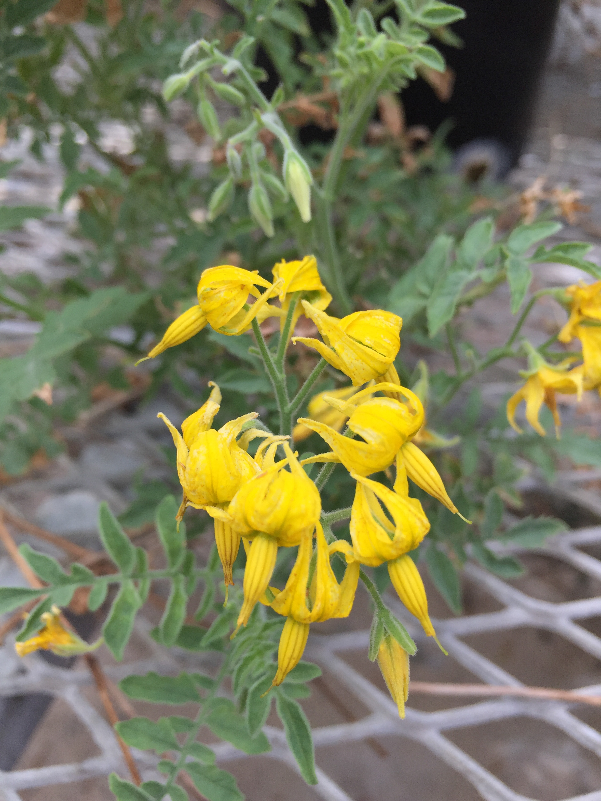 Solanum chilense flower