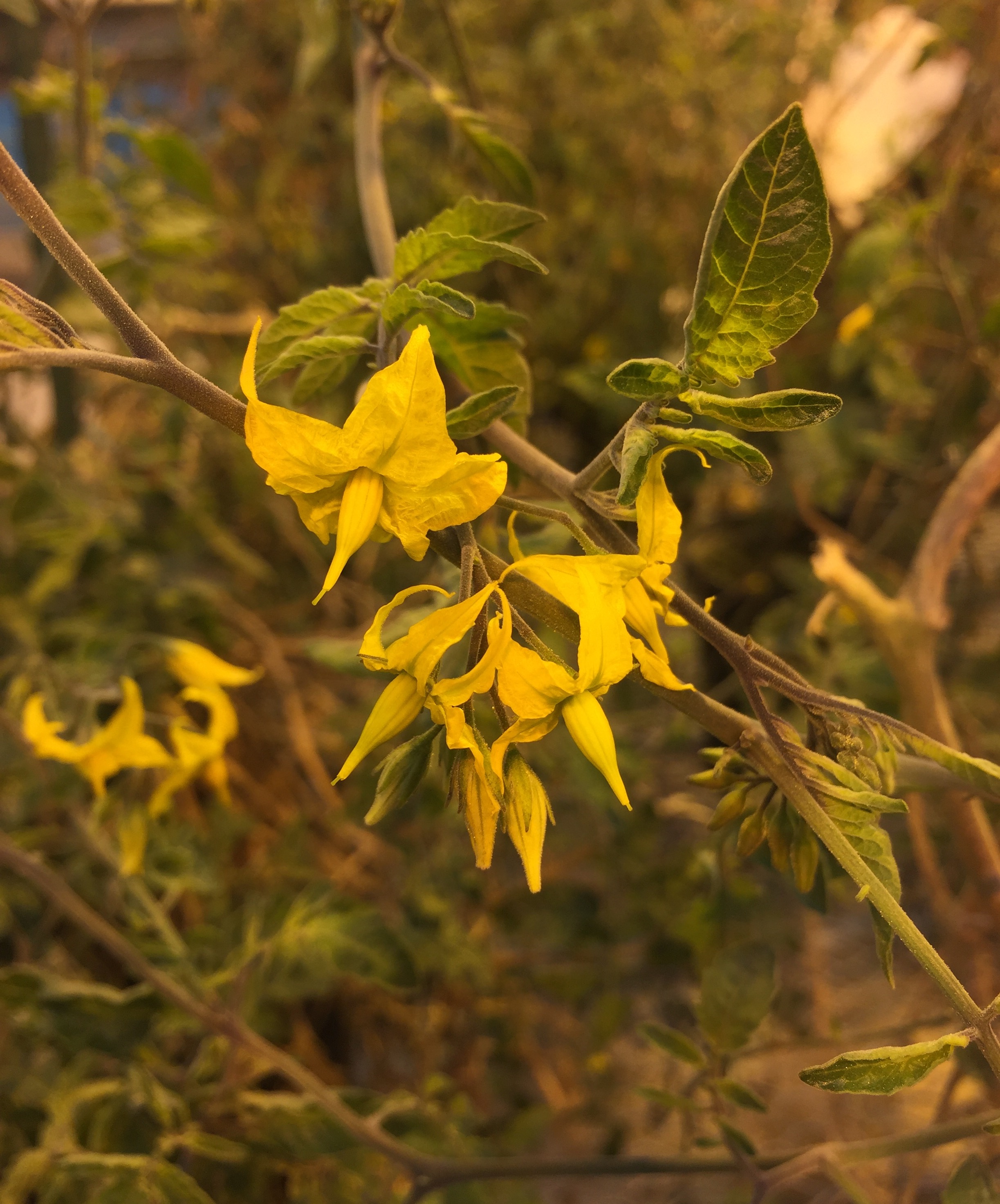 Solanum chmielewskii