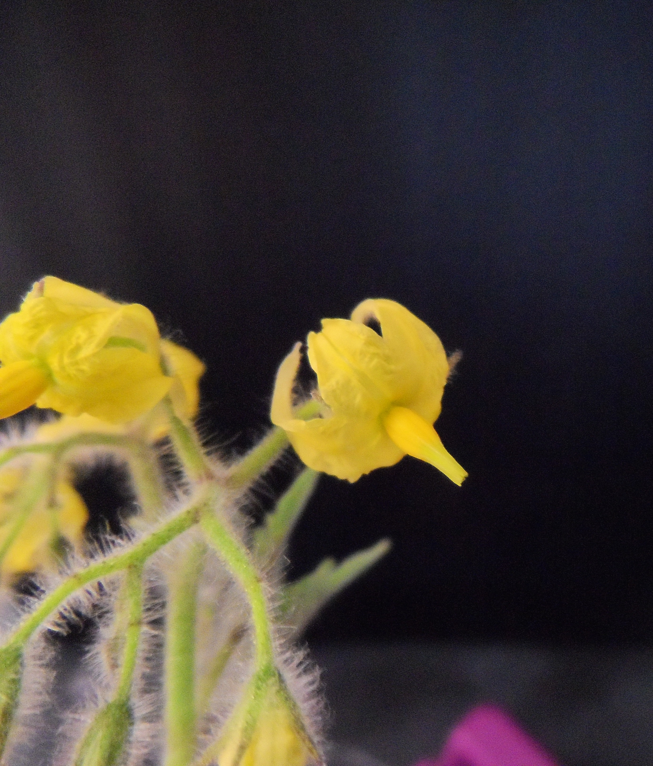 Solanum Galapagense Flower