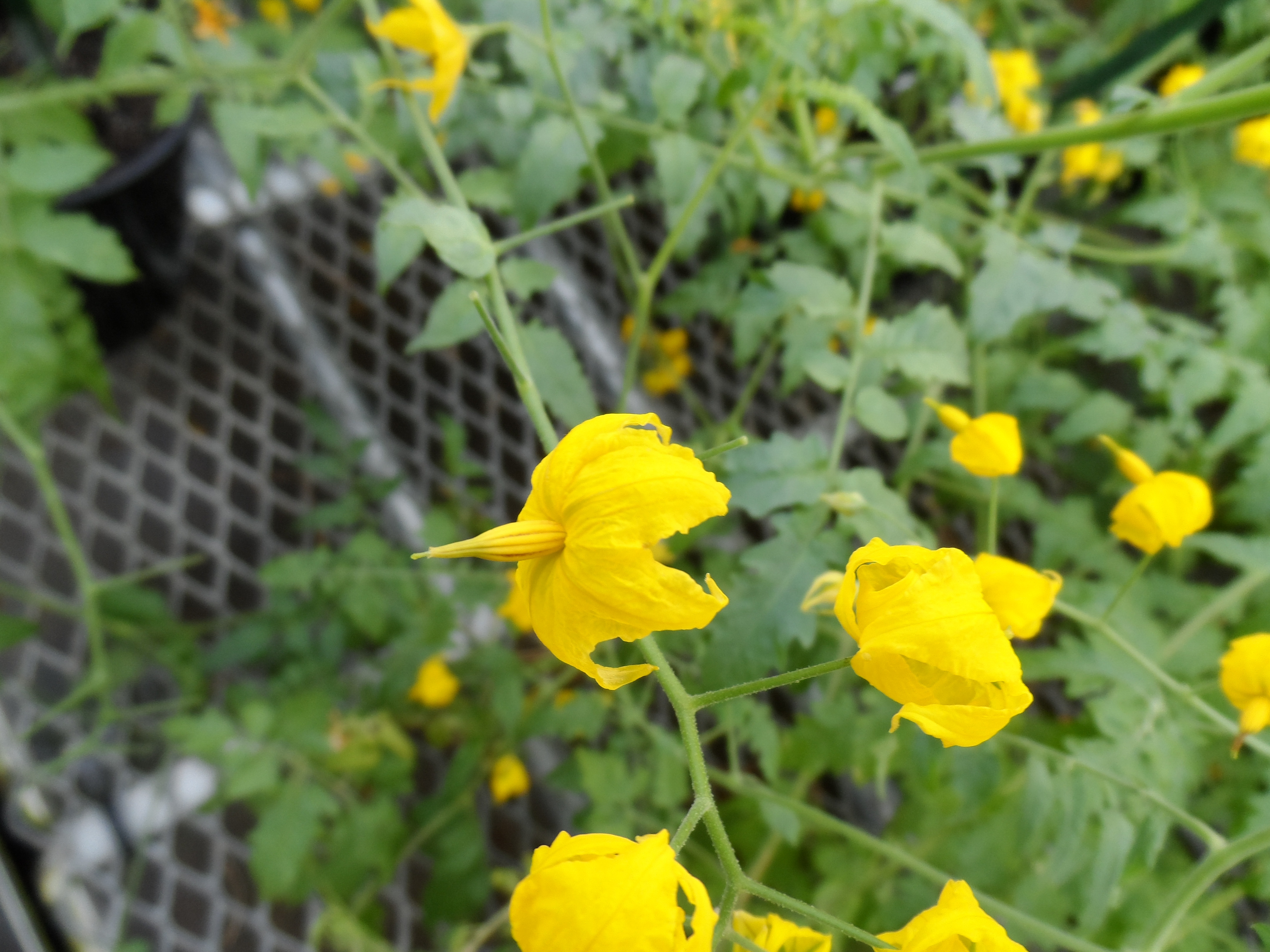 Solanum huaylasense flower