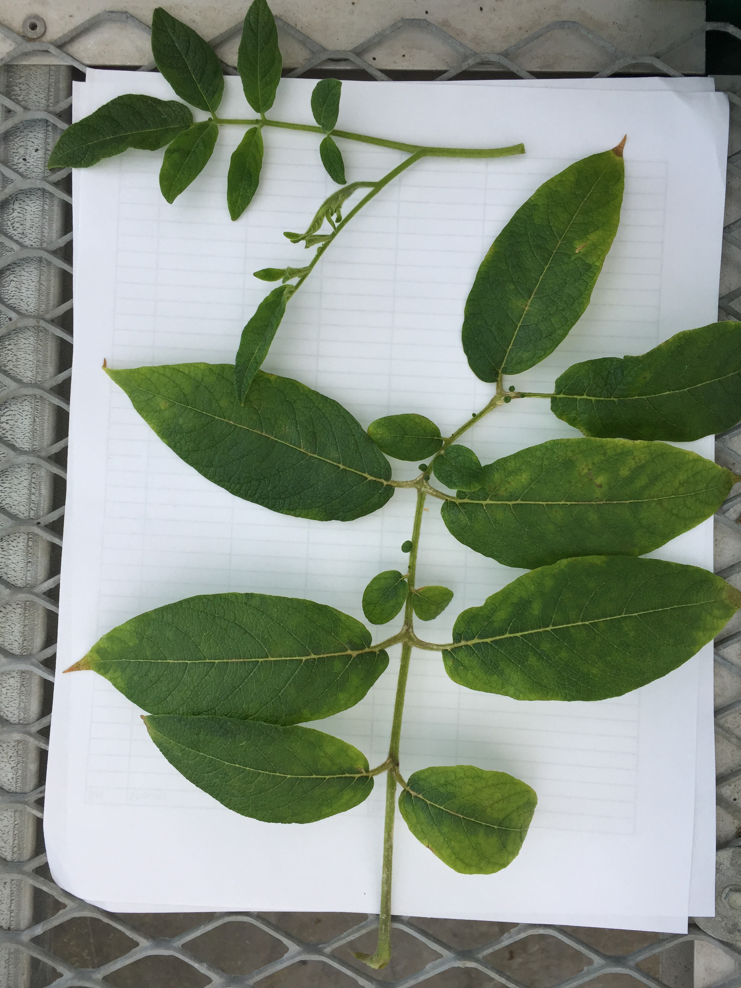 S. juglandifolium Leaves