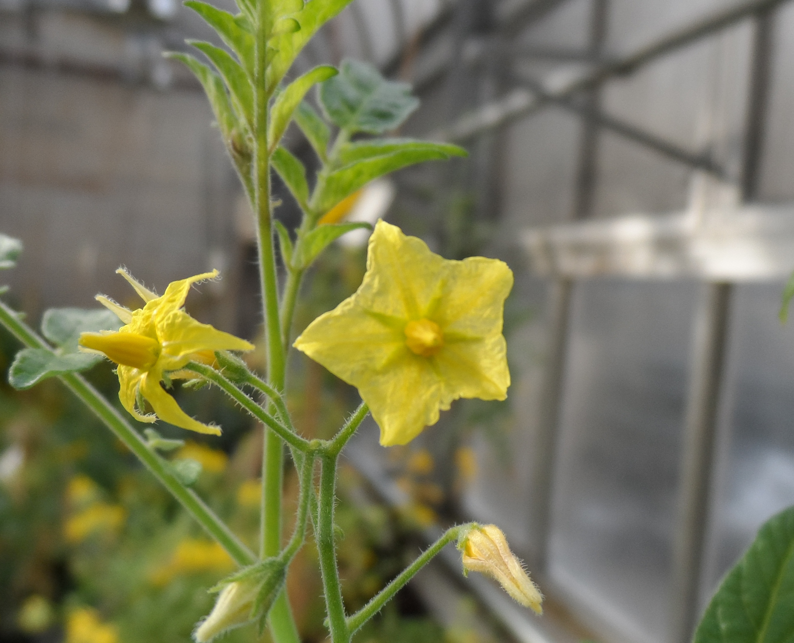 Solanum neorickii Flower