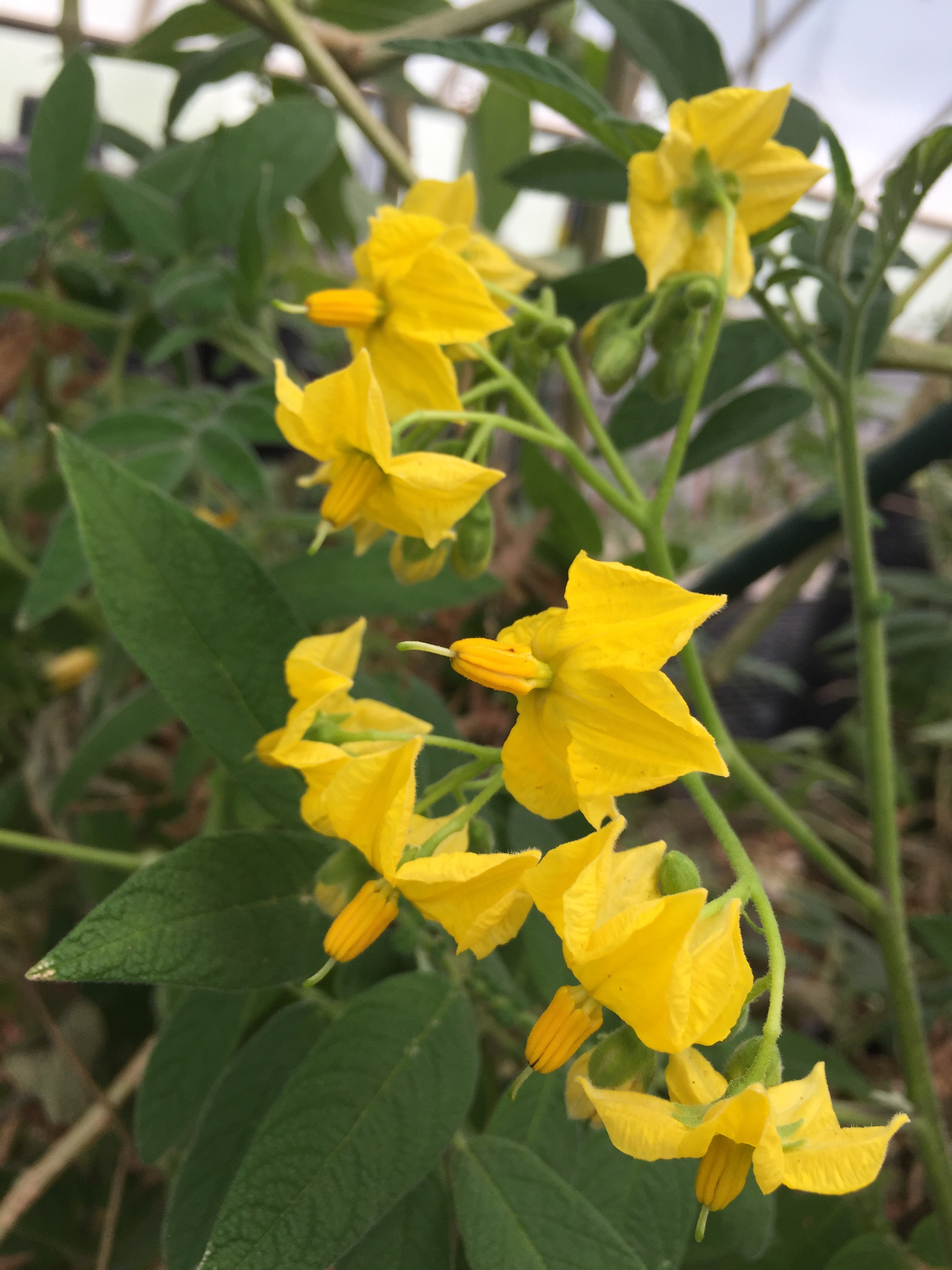 S. ochranthum Flowers