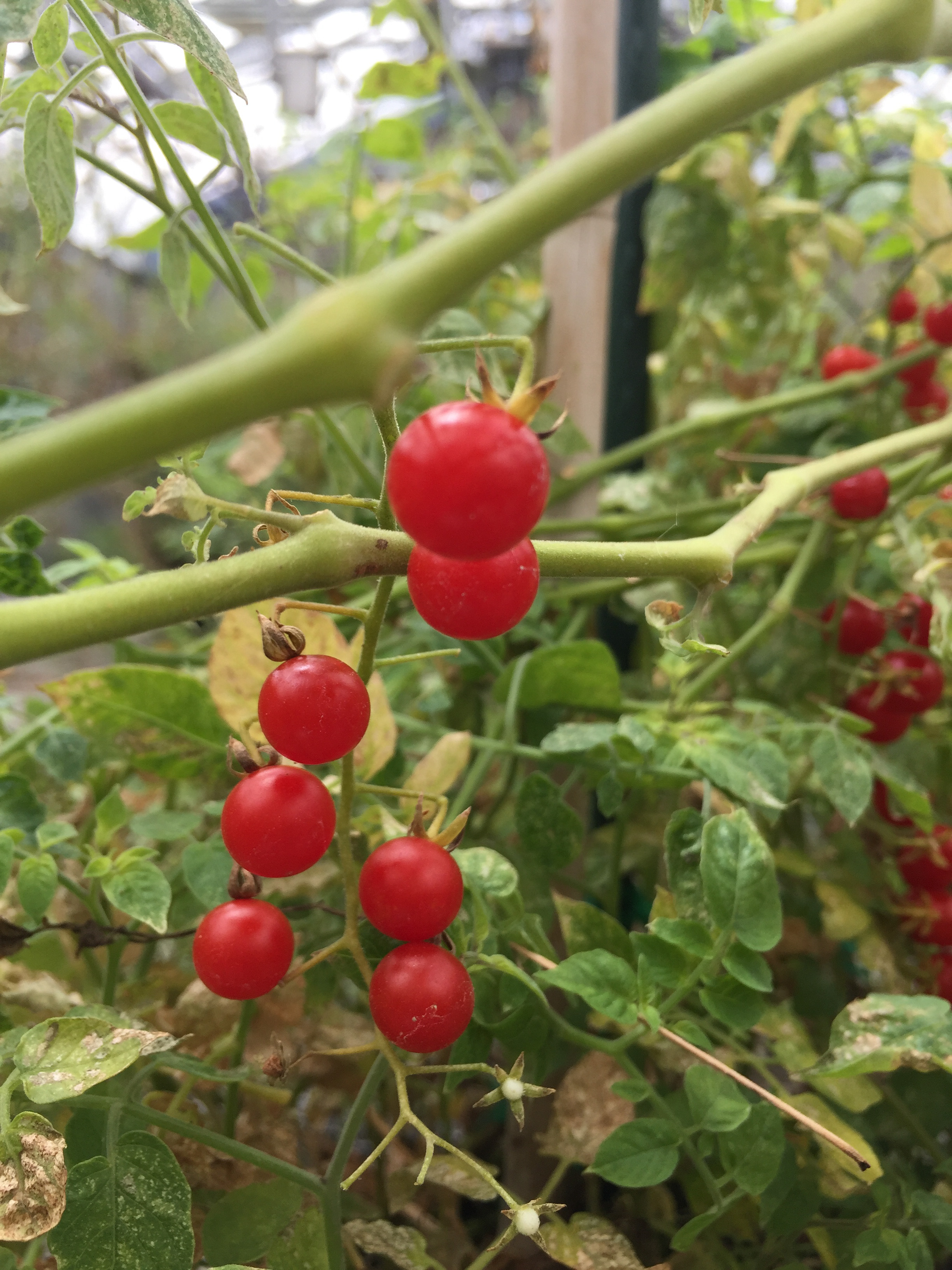 Red Fruit