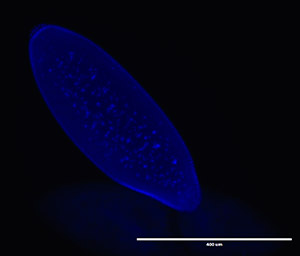 Early mitosis in a Drosophila lumeii